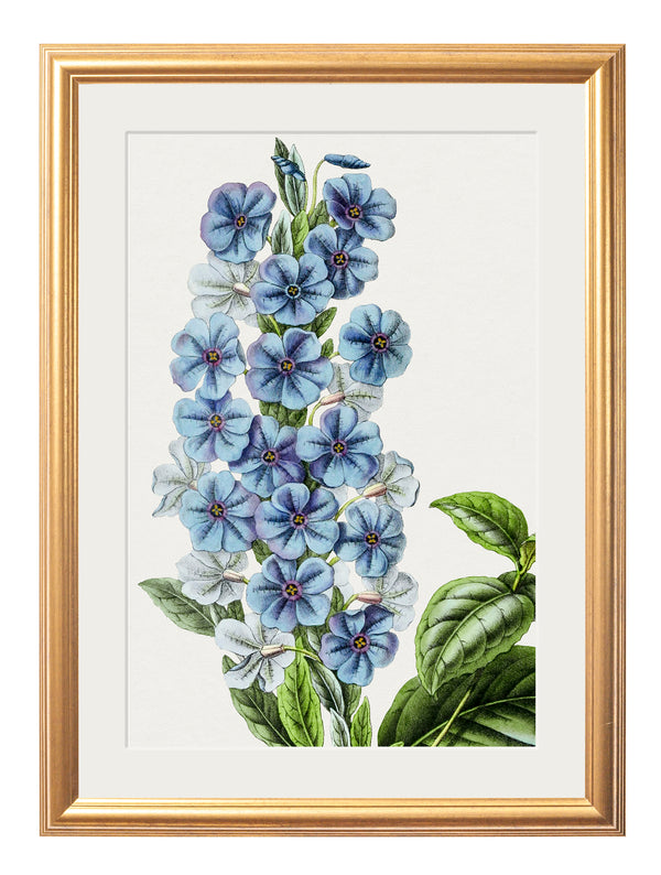 Blue Floral Illustrations Set of 4 Prints