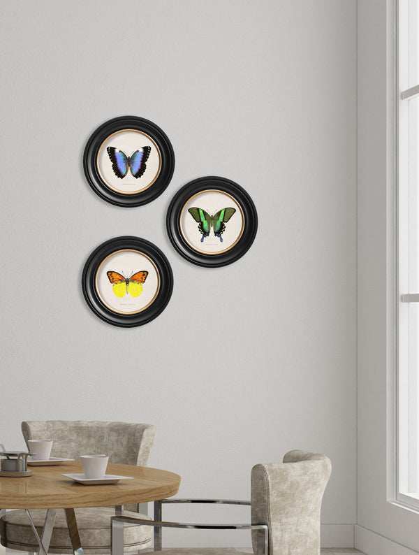 c.1835 Tropical Butterflies - Round Frames