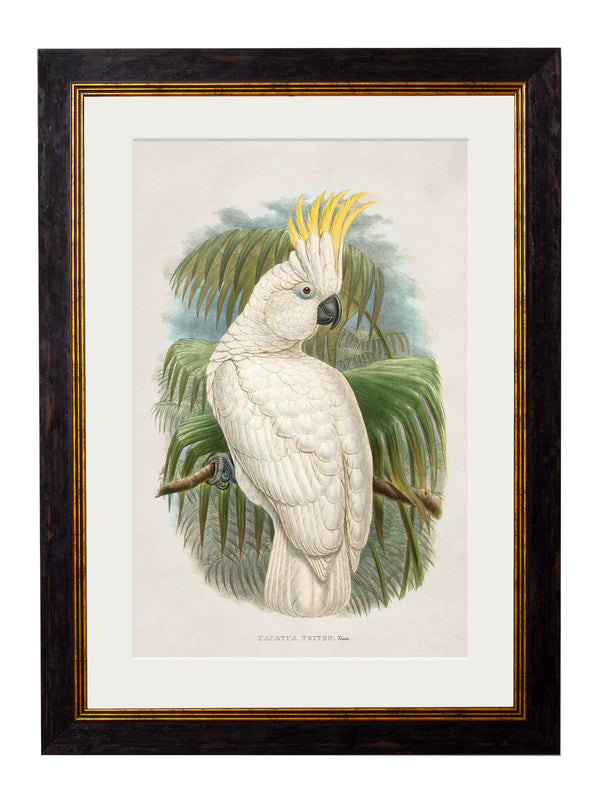c.1875 Cockatoos