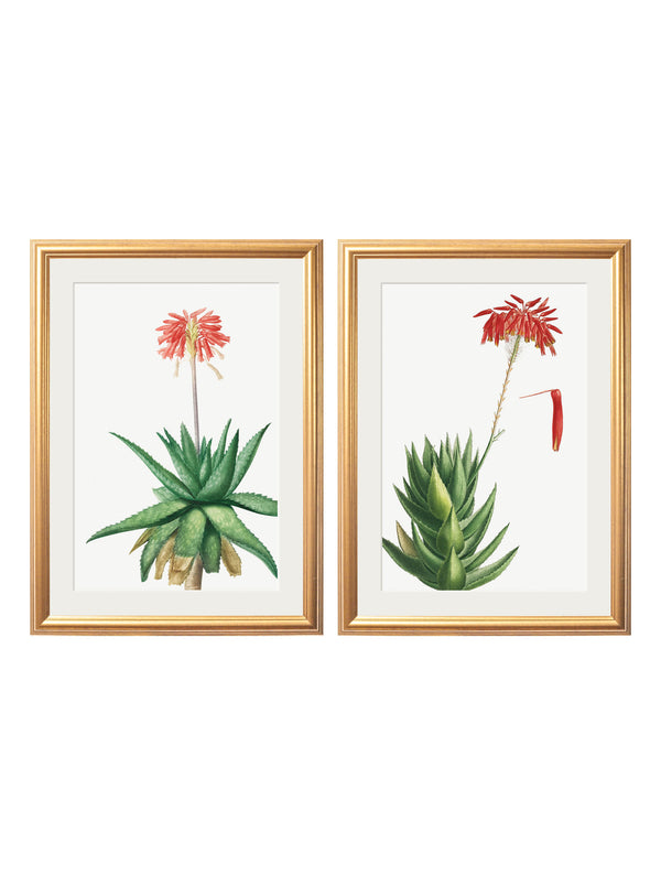 Red Floral Illustrations Set of 2 Prints