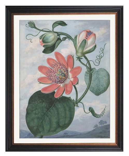 Passion Flower Print - Sydenham Teak Edwards Framed Print