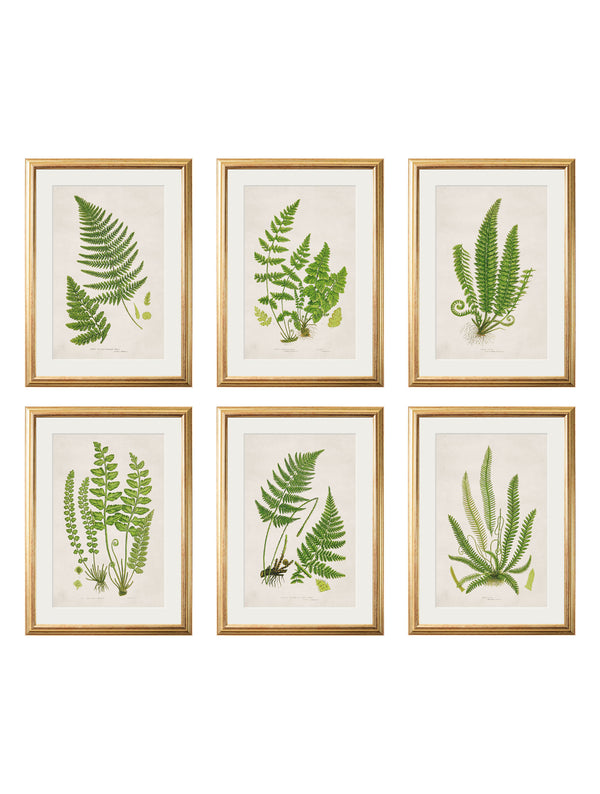 Collection of 6 Ferns