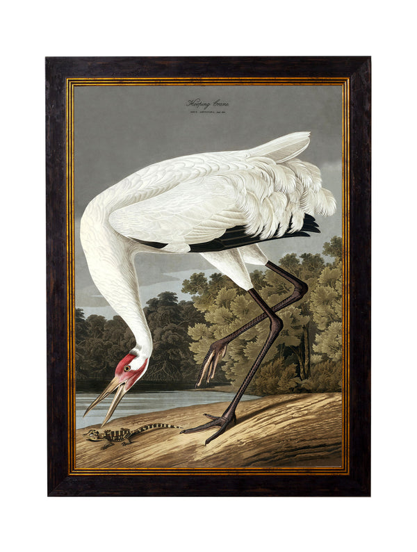 c.1838 Audubon's Hooping Crane