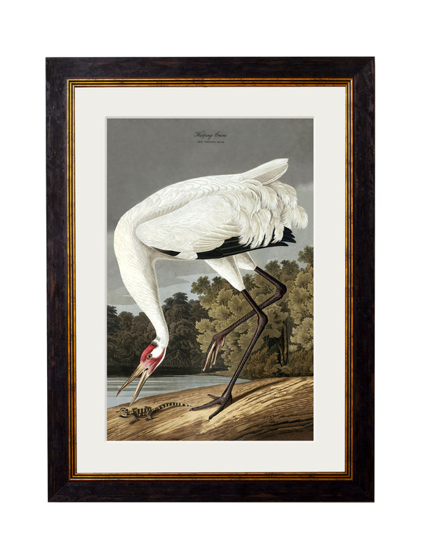c.1838 Audubon's Hooping Crane