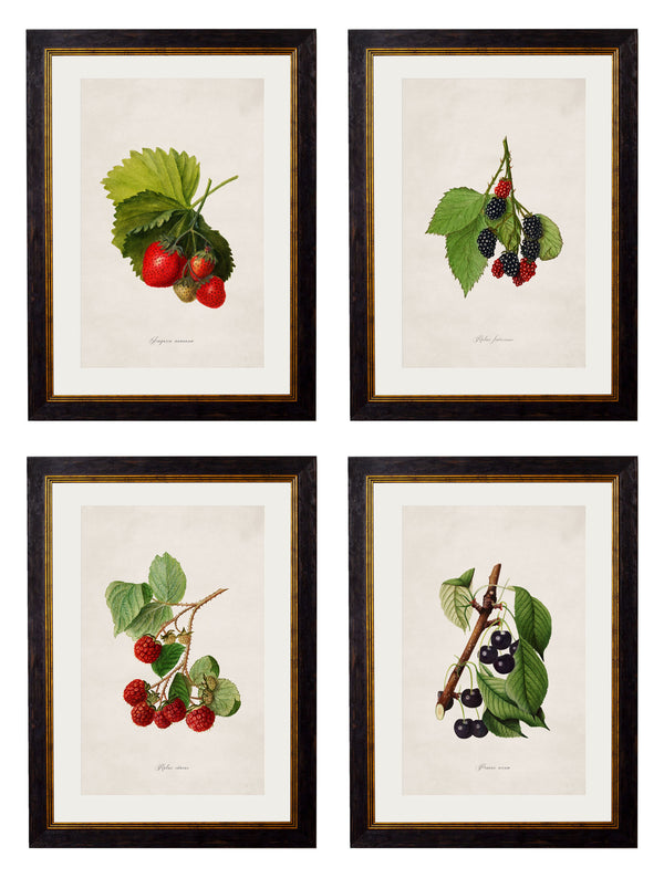 c.1886 Study of Berries & Cherries