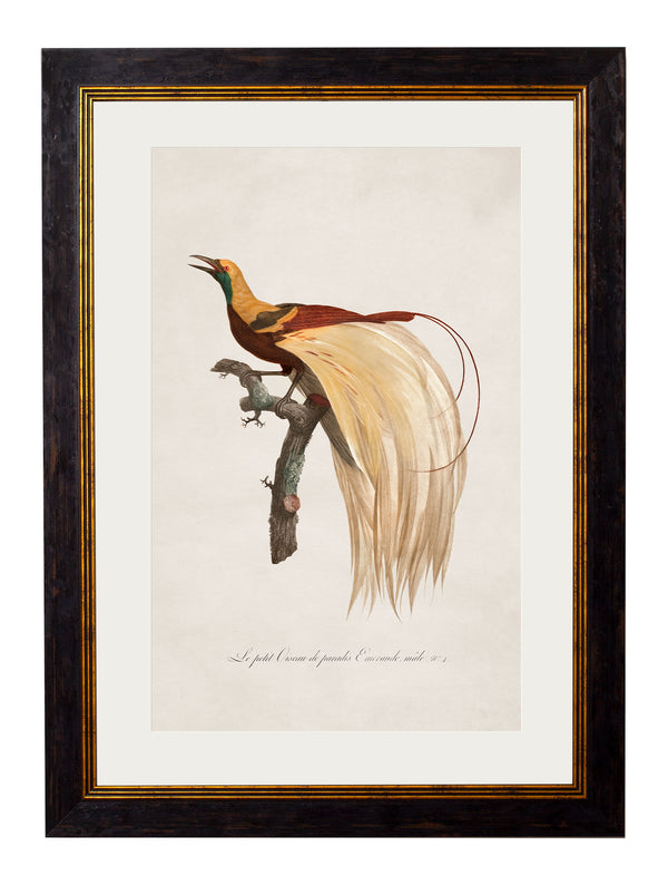c.1809 Birds of Paradise