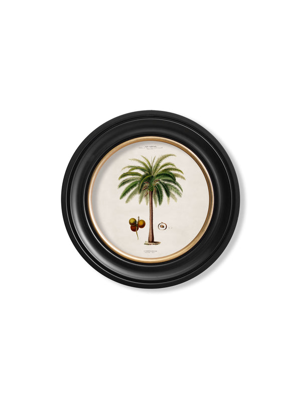 c.1843 Studies of South American Palm Trees in Round Frames