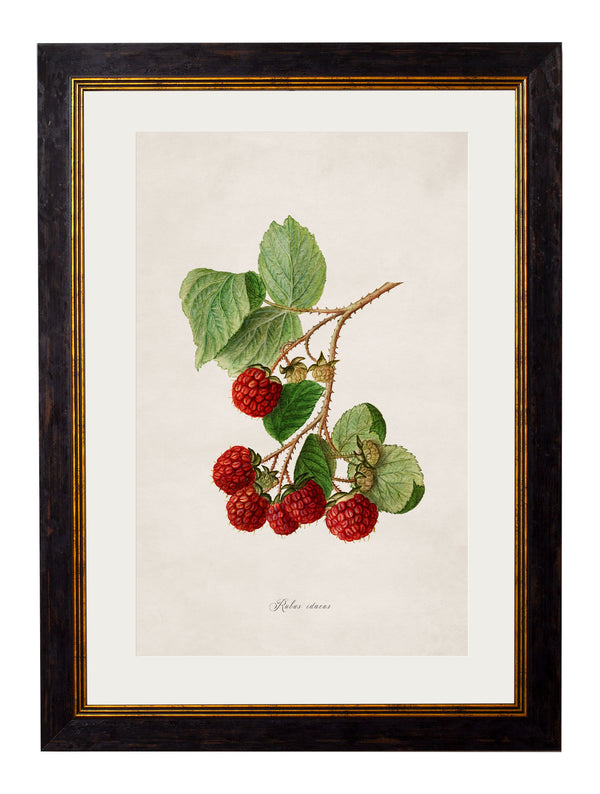 c.1886 Study of Berries & Cherries