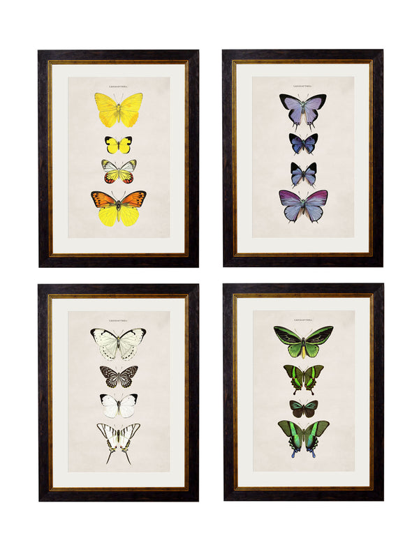 c.1835 Butterflies