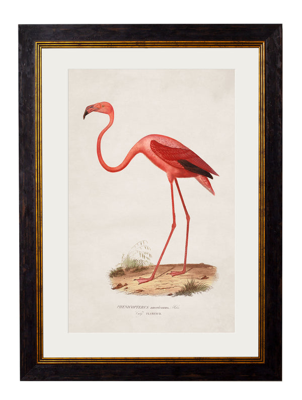 c.1830 Flamingo