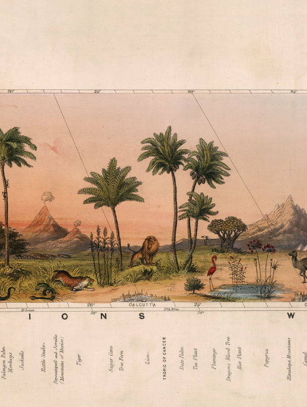 c.1852 View of Nature in all Climates - From the Equator to the Arctic Circle - The Weird & Wonderful