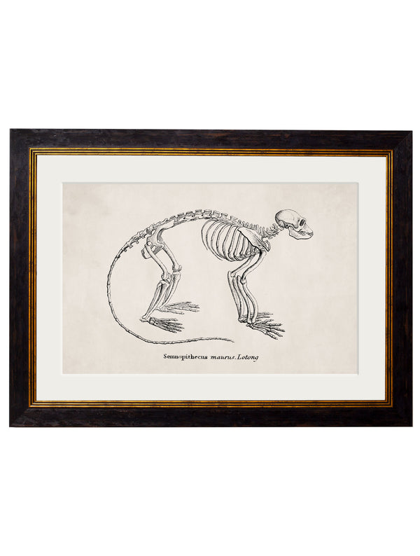 c.1870 Anatomical Skeletons