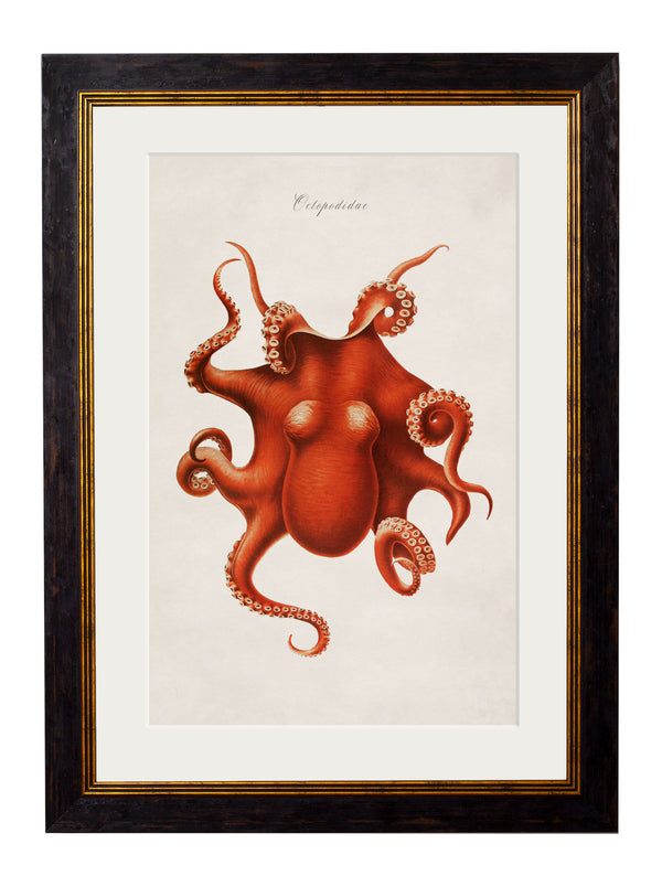 c.1876 Collection of Marine Animals