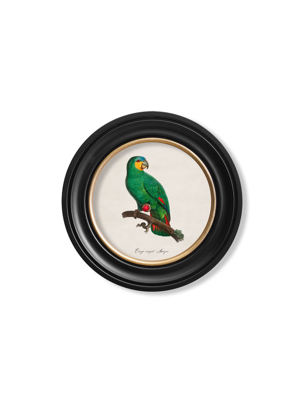 C.1800's Collection of Parrots in Round Frames 2