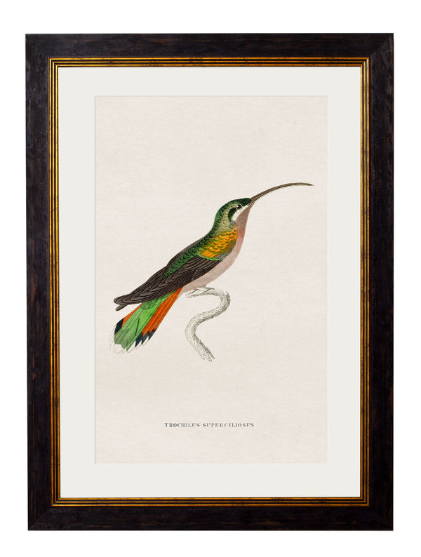 c.1833 Hummingbirds