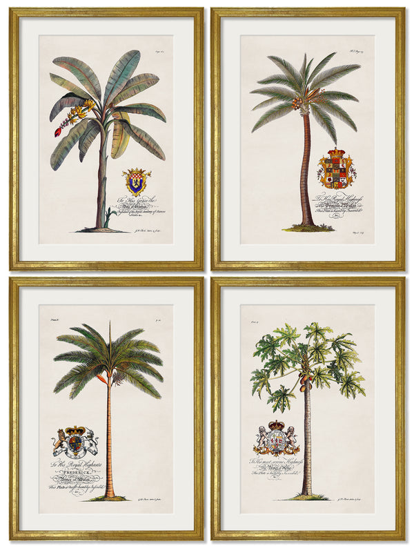 Studies of Palms