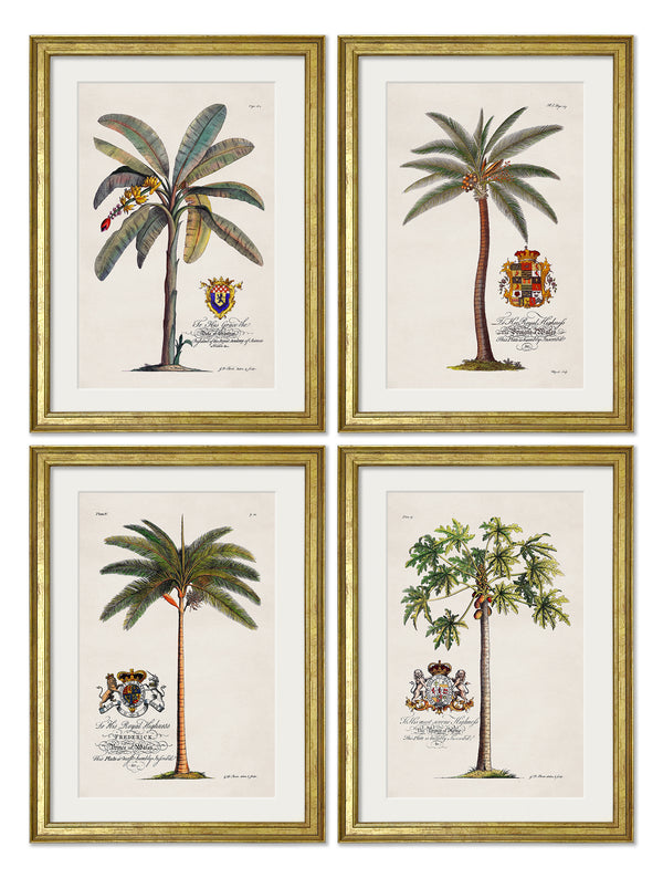 Studies of Palms