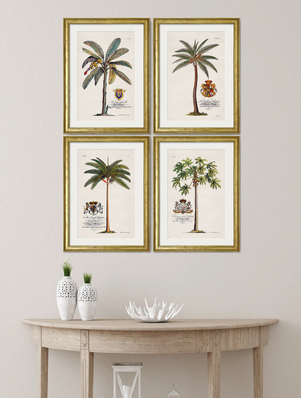 Studies of Palms