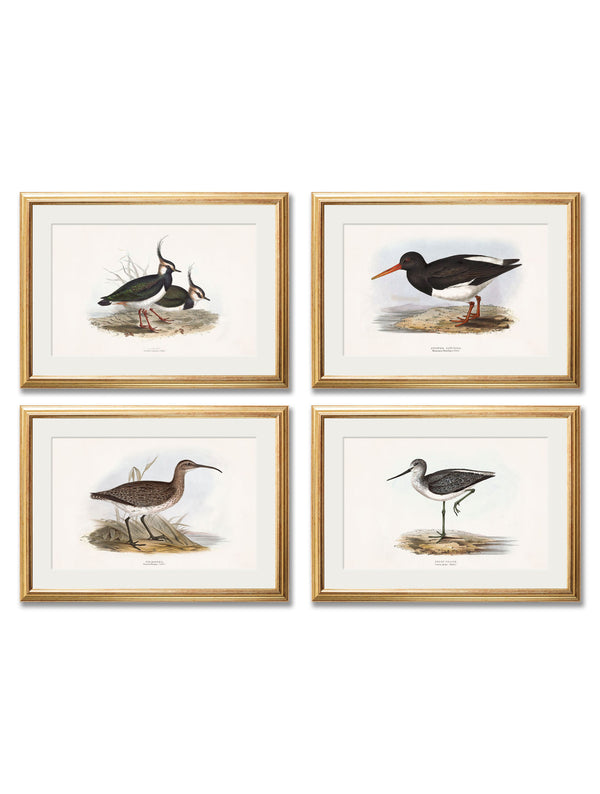 c.1837's British Coastal Birds