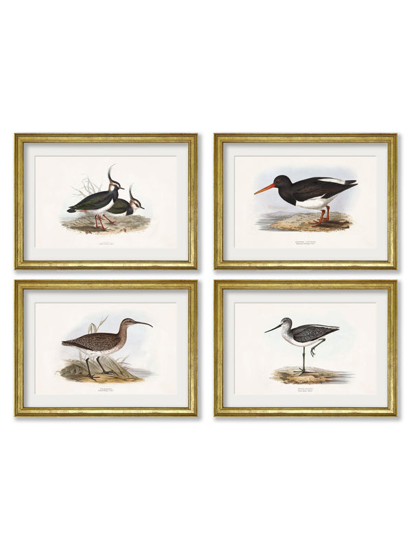 c.1837's British Coastal Birds
