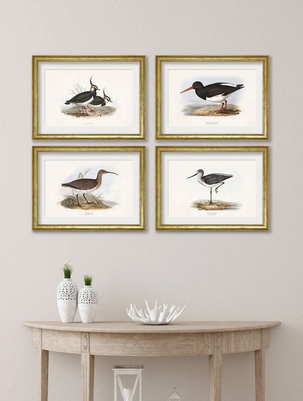 c.1837's British Coastal Birds