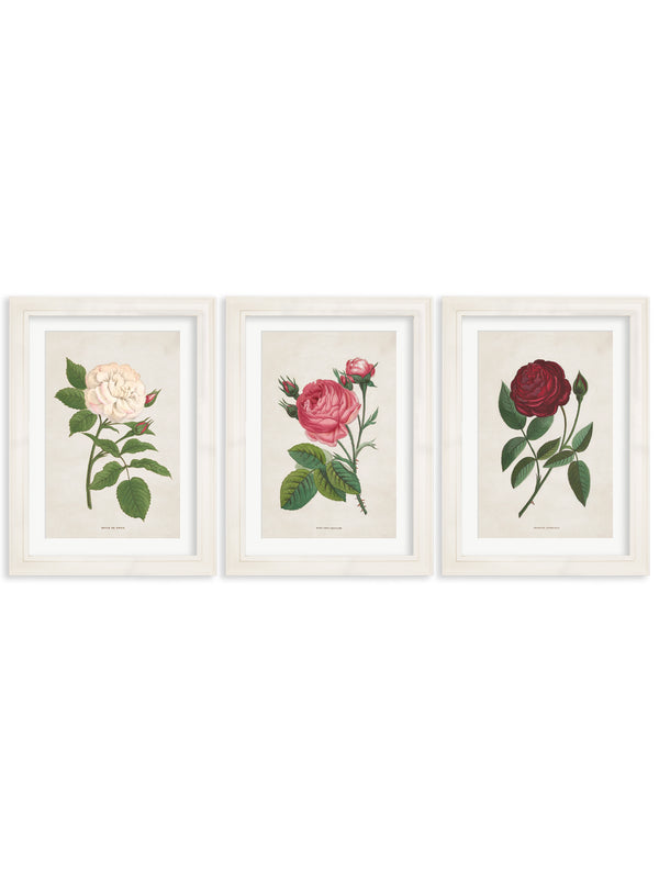 Rose Floral Illustrations