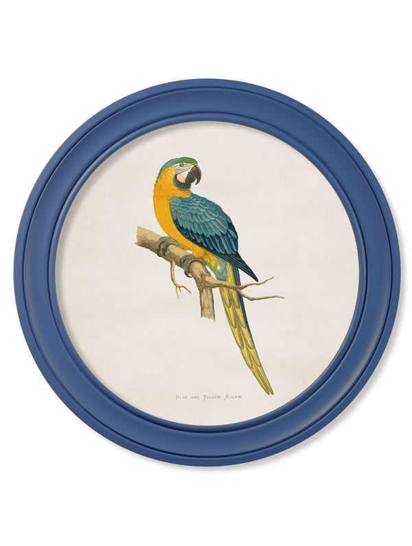 C.1884 Collection of Macaws in Round Frames Blue