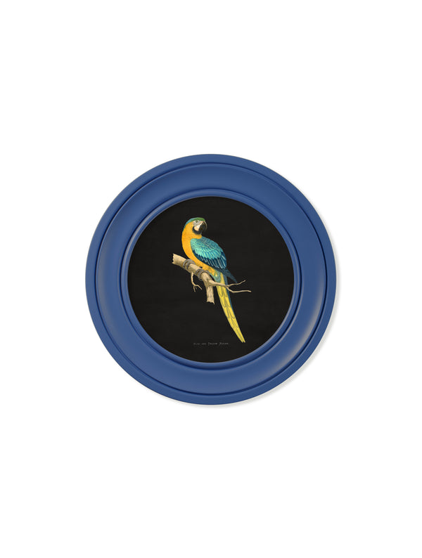 C.1884 Collection of Macaws in Round Frames Blue