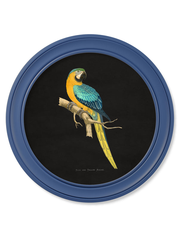 C.1884 Collection of Macaws in Round Frames Blue