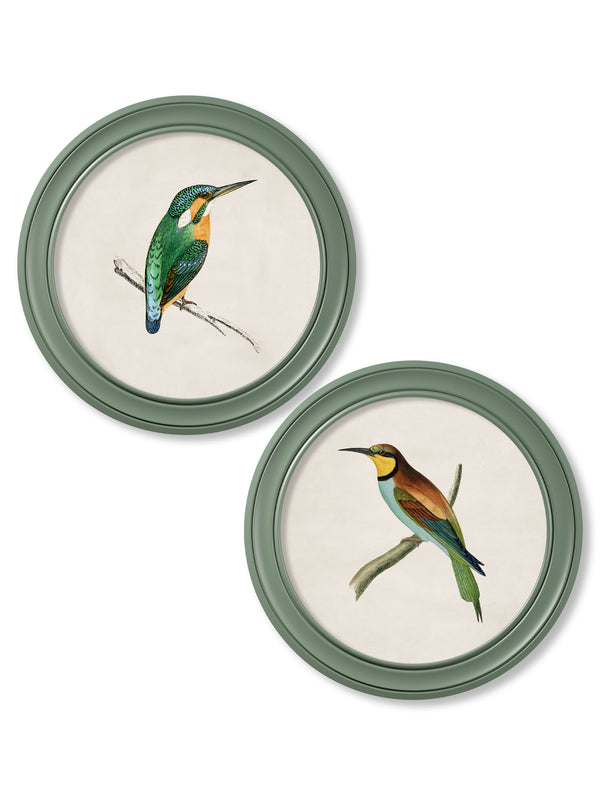 c.1870 Kingfisher and Bee Eater - Round Frame Green