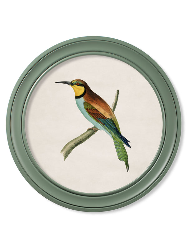 c.1870 Kingfisher and Bee Eater - Round Frame Green