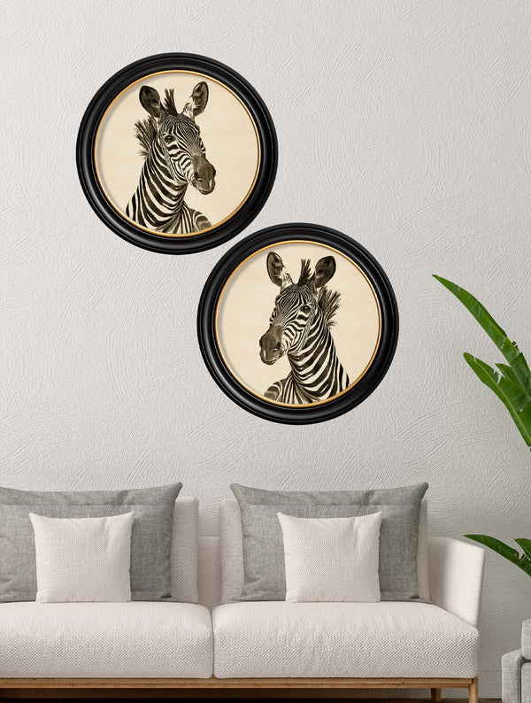c1890 Zebra Illustrations in Round Frame - Dark