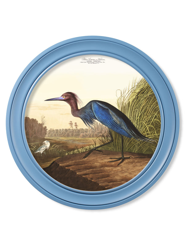 c.1838 Audubon's Blue Heron in Blue Frame