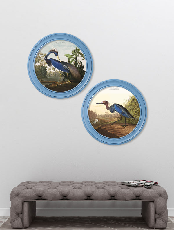 c.1838 Audubon's Louisana Heron in Blue Frame