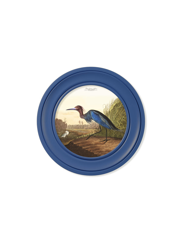 c.1838 Audubon's Blue Heron in Blue Frame