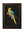 c.1884 Macaws - Dark Background