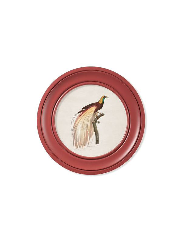 c.1809 Birds of Paradise - Round Frames Red