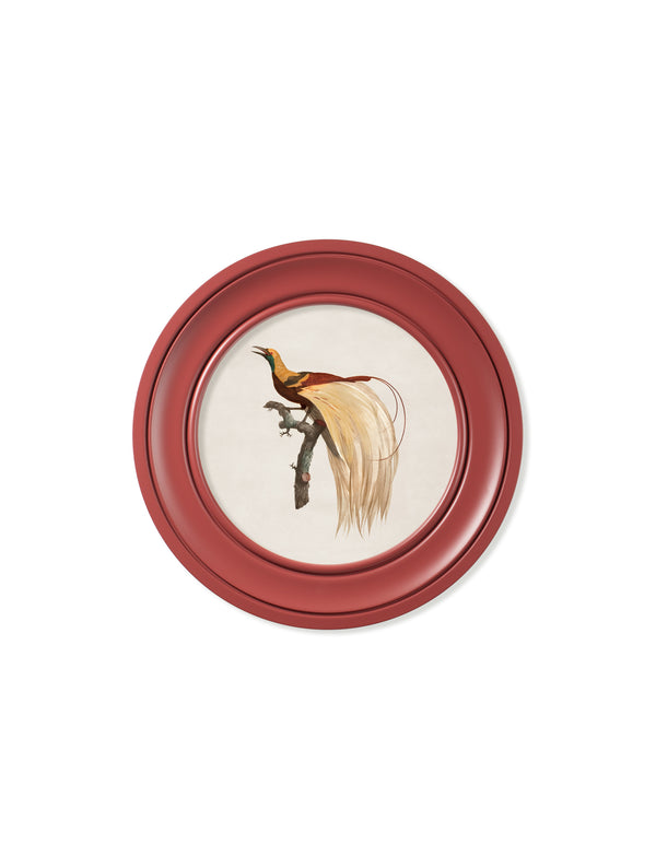 c.1809 Birds of Paradise - Round Frames Red