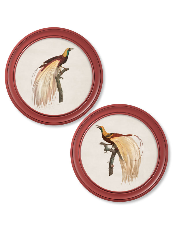 c.1809 Birds of Paradise - Round Frames Red