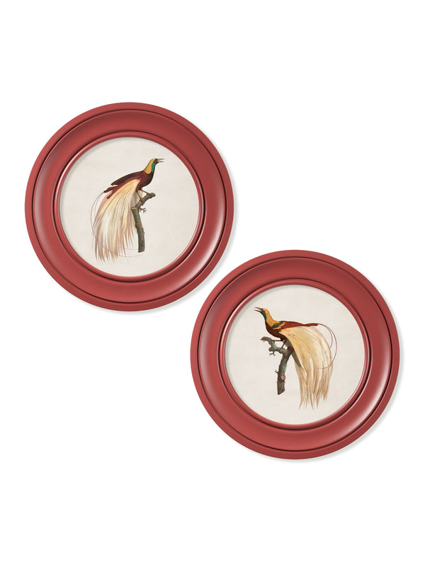 c.1809 Birds of Paradise - Round Frames Red