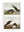 c.1838 Audubon's Puffins