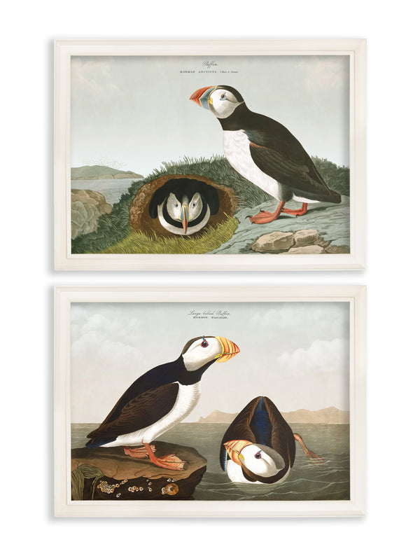c.1838 Audubon's Puffins