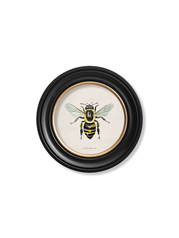 c1892 British Bees Round Frame