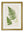Collection of 6 Ferns