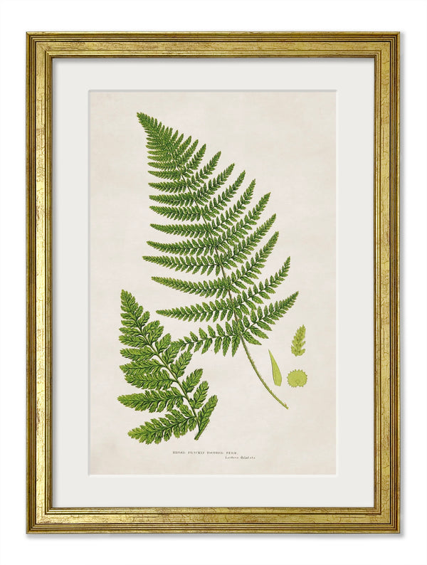 Collection of 6 Ferns