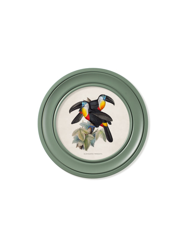 c.1848 Toucans - Round Frames Green