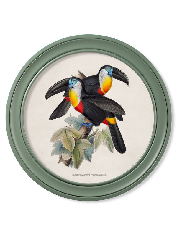 c.1848 Toucans - Round Frames Green