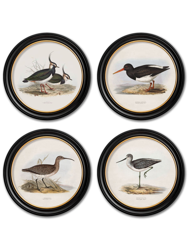 c.1837's British Coastal Birds - Round