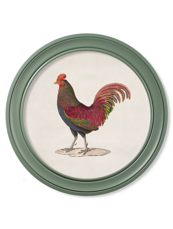 c.1838 Junglefowl in Round Frames Green