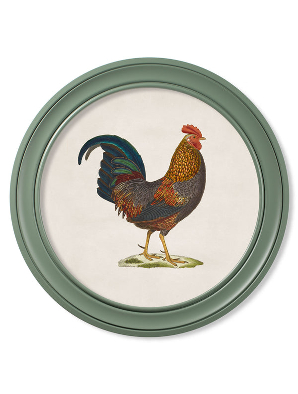 c.1838 Junglefowl in Round Frames Green